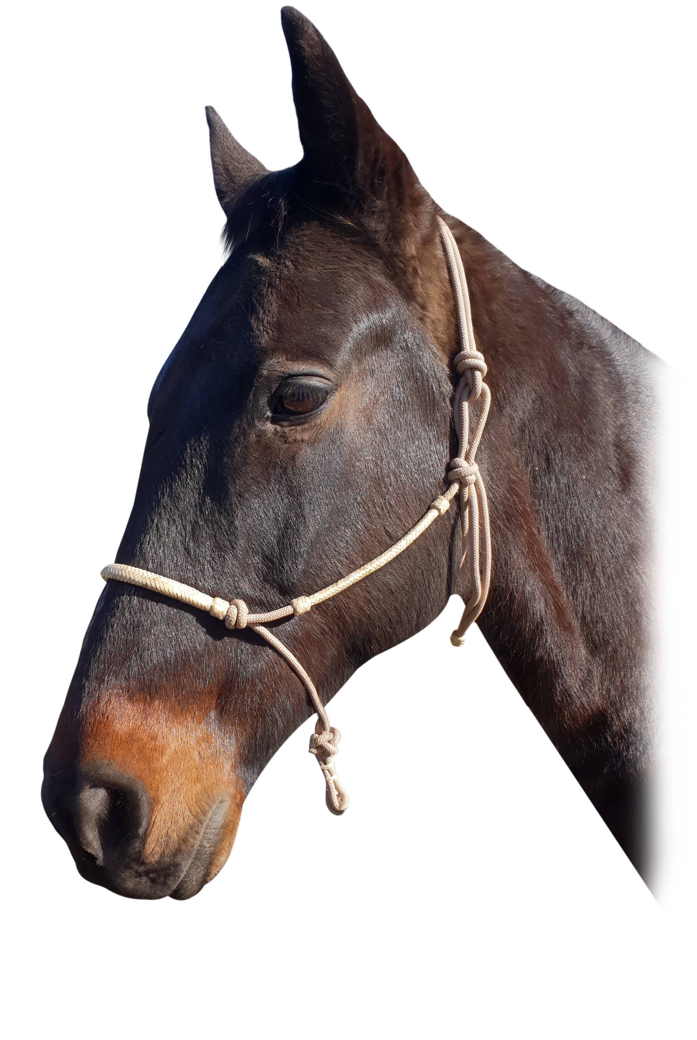 Origin Nylon Rope Halter w/Rawhide%