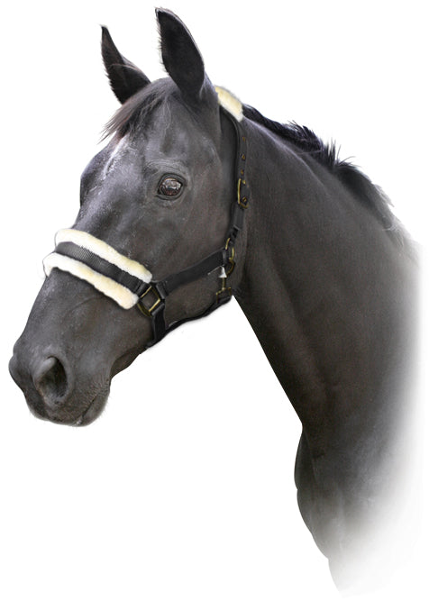 Prima Deluxe Fleece Halter Black / Full