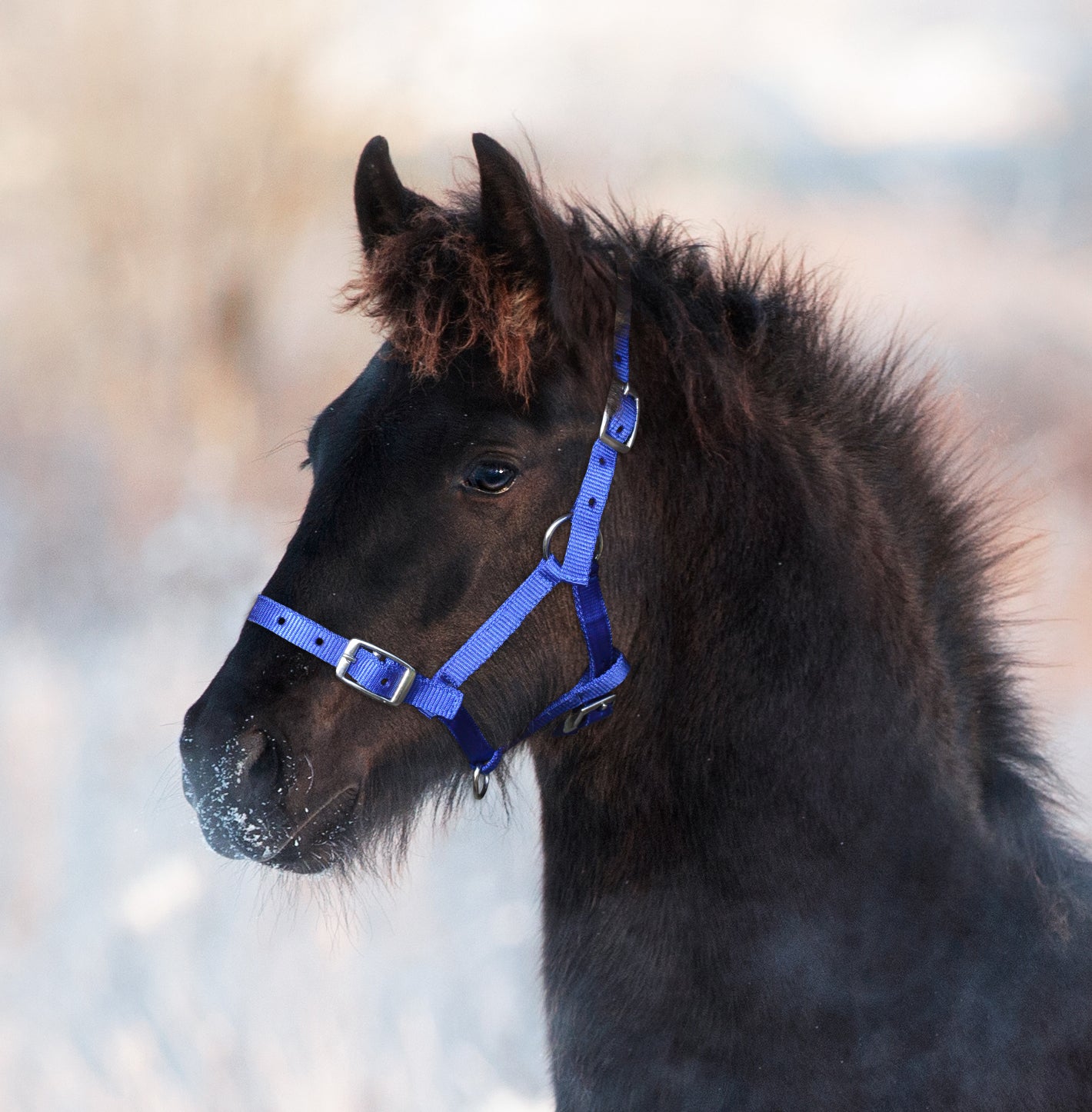 Prima Foal Slip Black / Foal