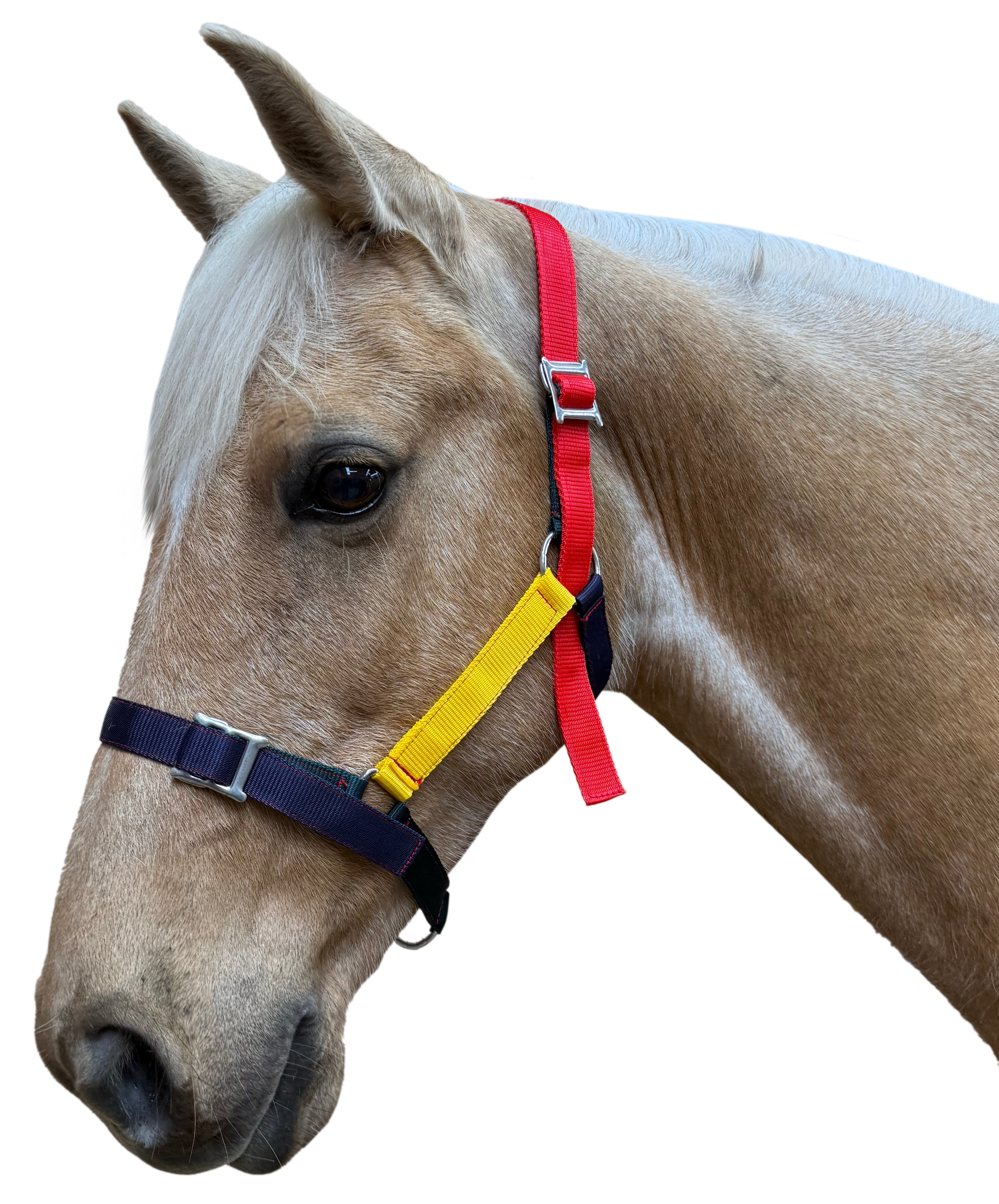 Prima Multi Halter Buckle w/Tongue One / Cob