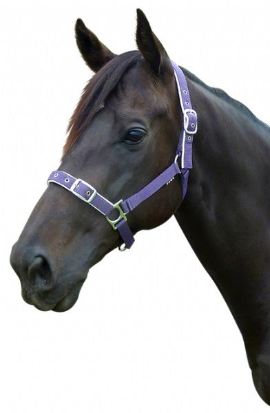 Prima A/G Lined Web Halter Purple / Cob