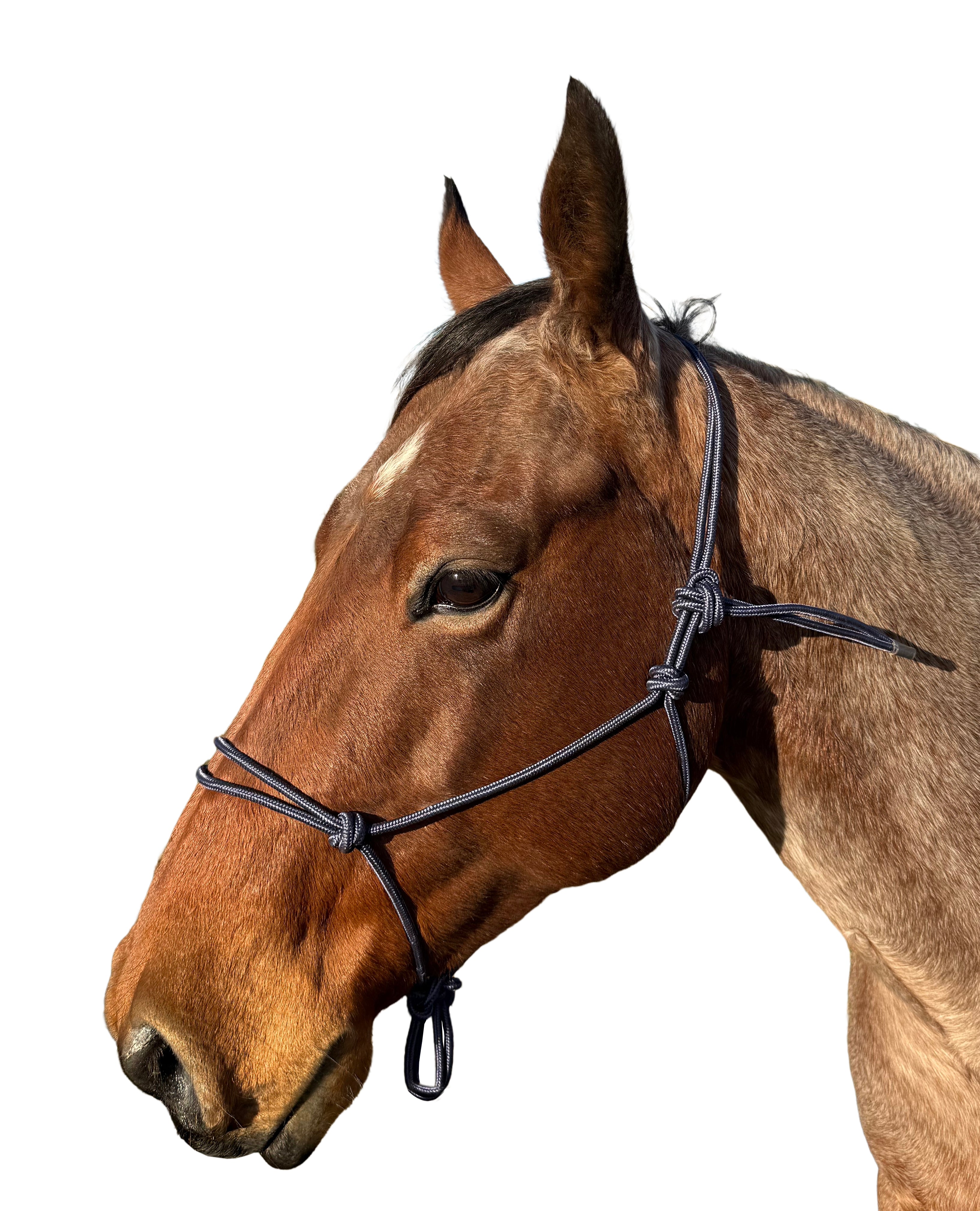 Enzo Rope Halter 6mm Burgundy / Cob