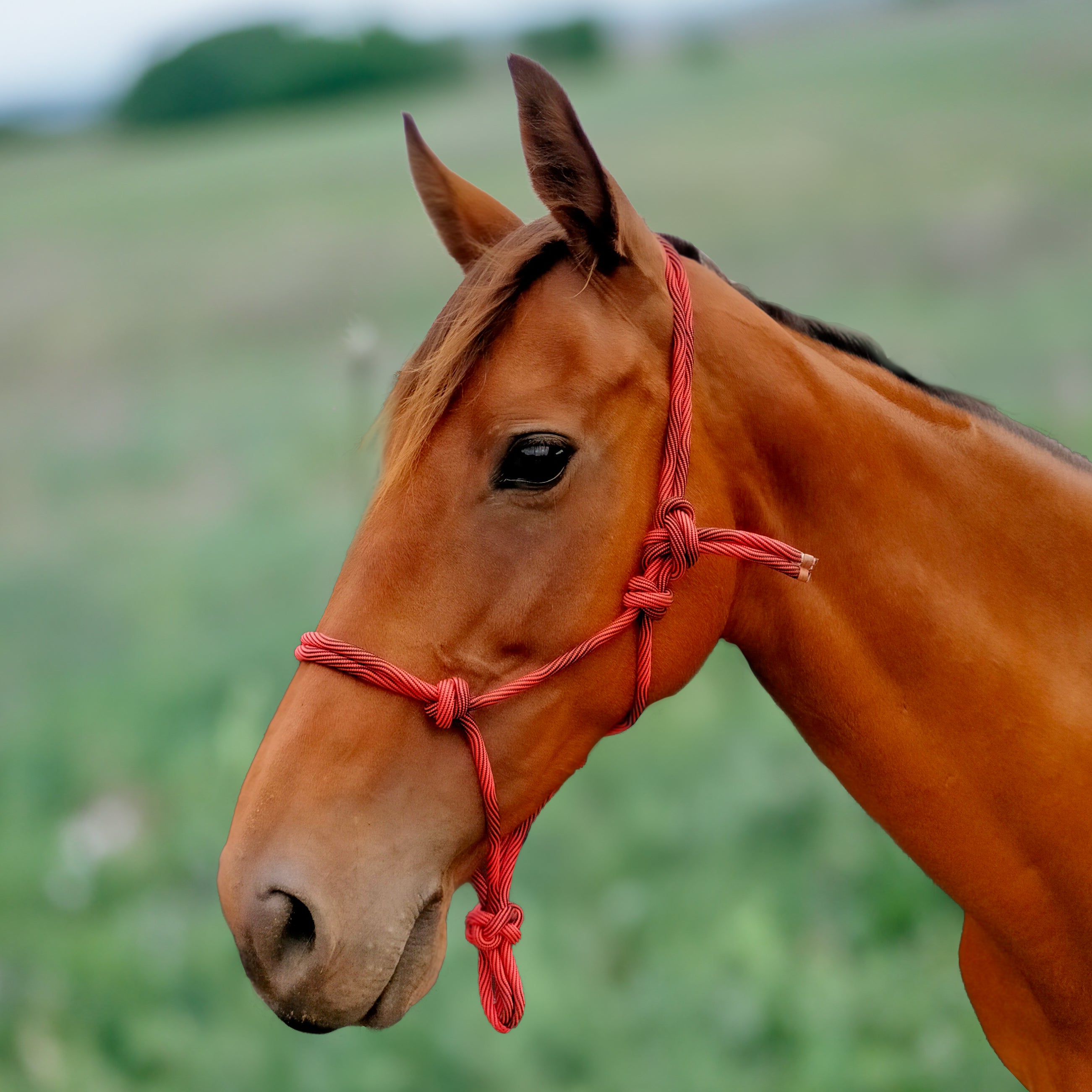 Enzo Wave Rope Halter Green / Cob