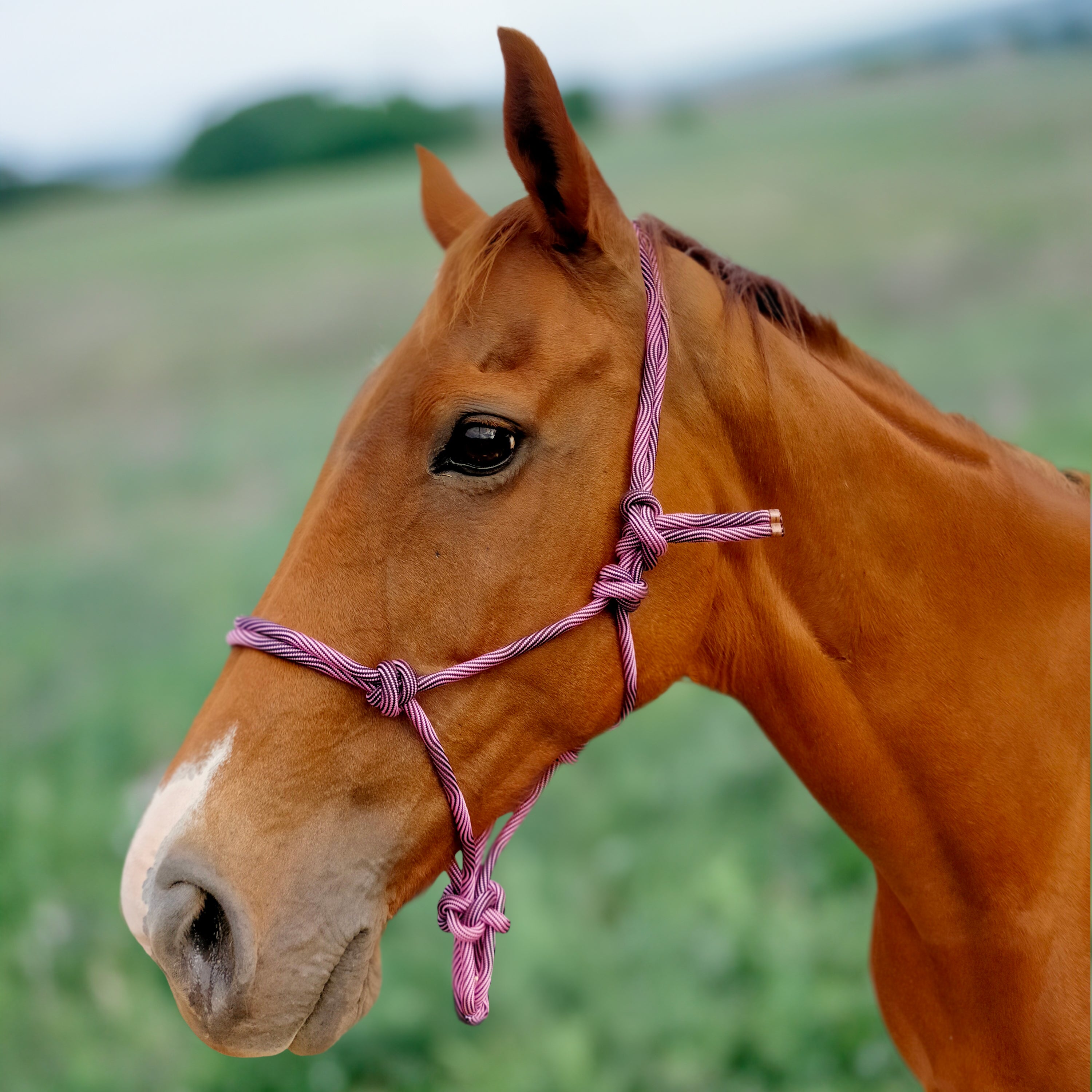 Enzo Wave Rope Halter Green / Cob