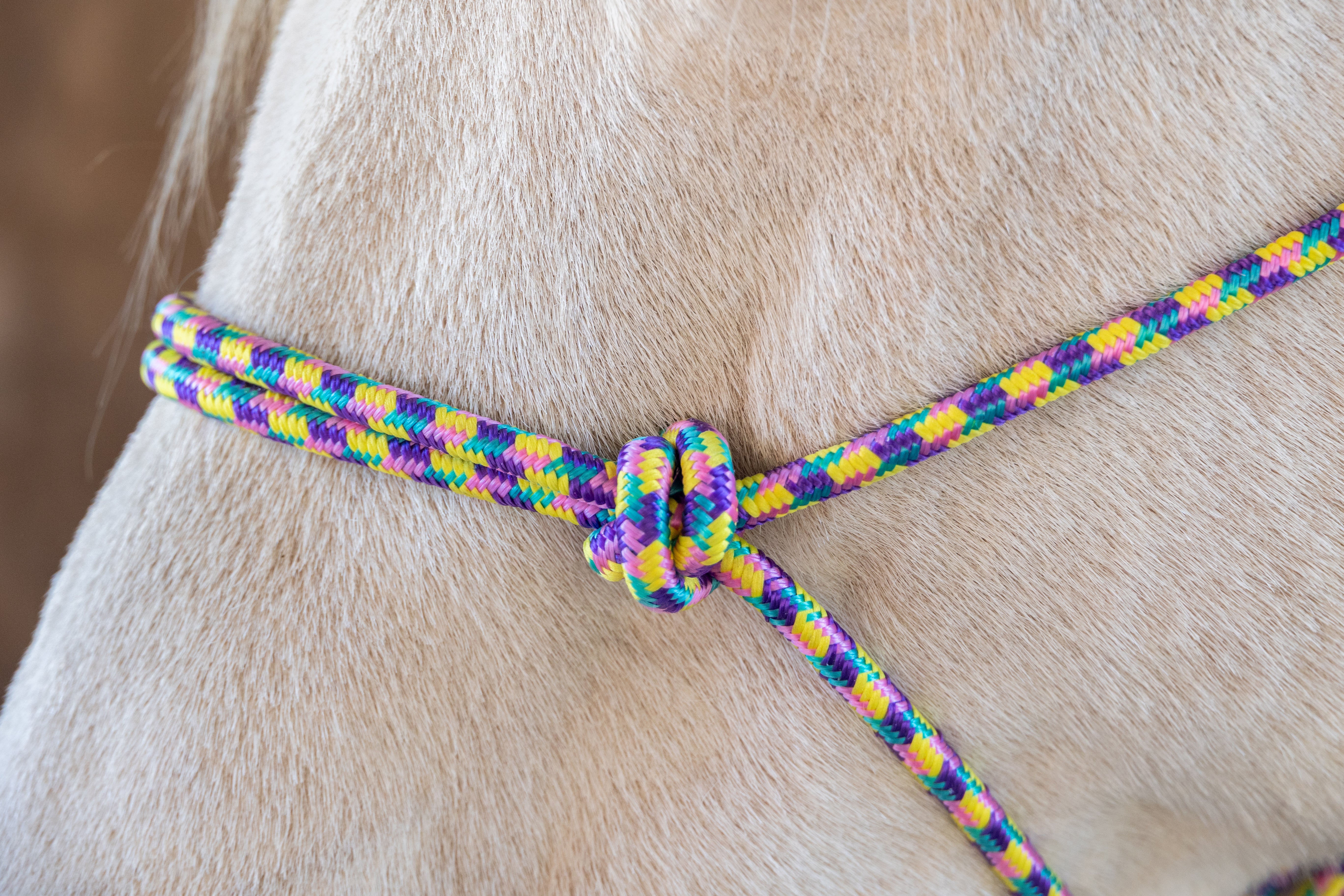 Enzo Multi Color Rope Halter w/Lead One / Cob