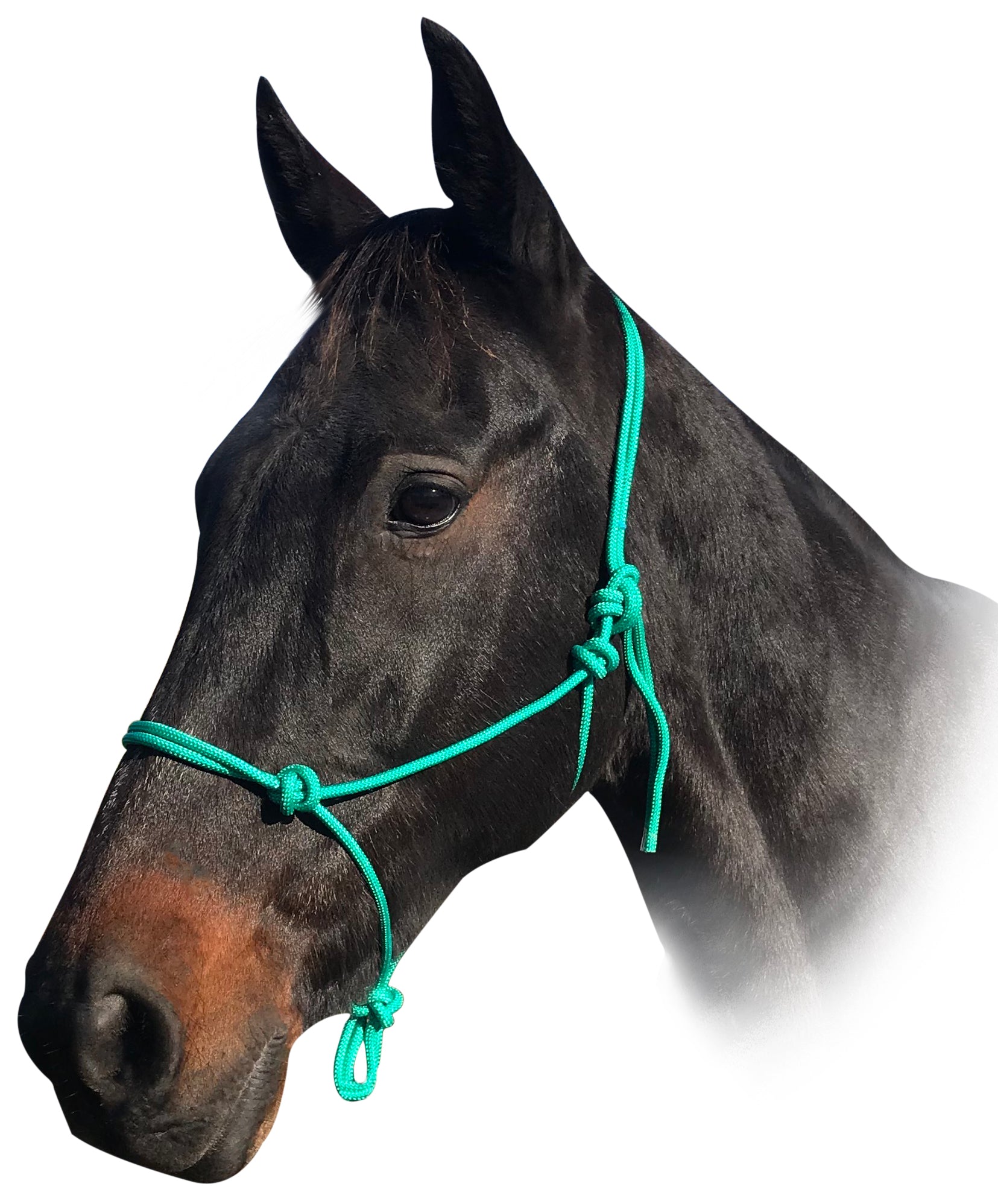 Enzo Rope Halter Black / Pony