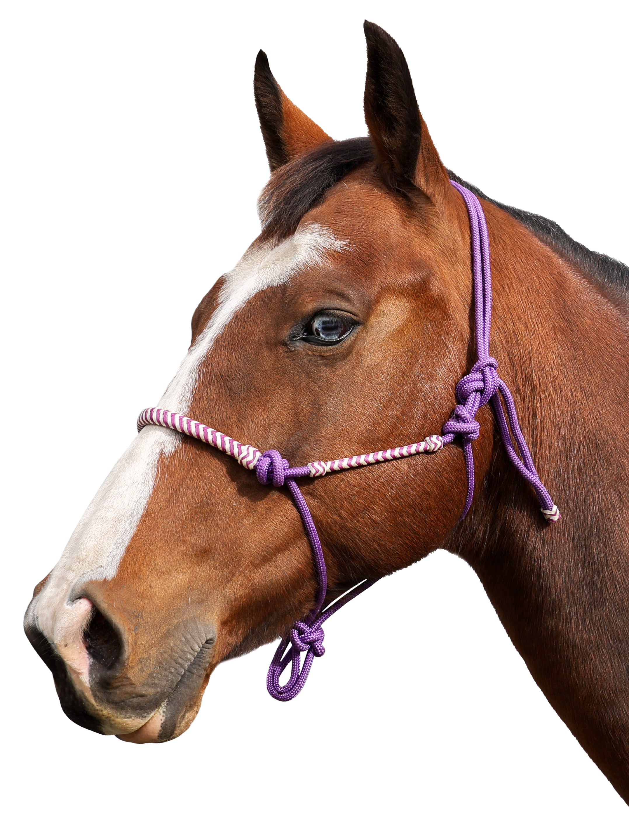 Enzo Tucson Rope Halter Beige / Cob