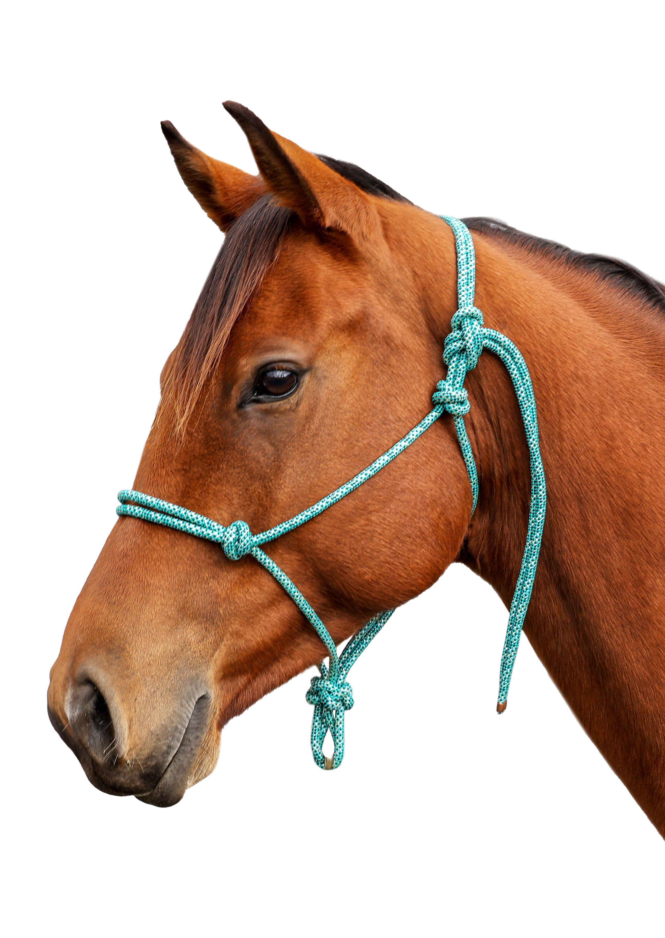 Enzo Metallic Rope Halter Green/Black / Cob