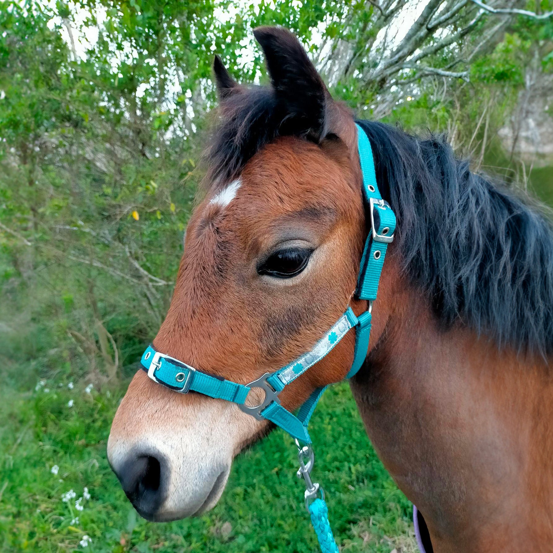 Prima MyPony Halter Set Blue / Pony