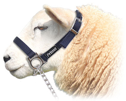 Prima Web Sheep Halter w/Chain Lead(Ast)