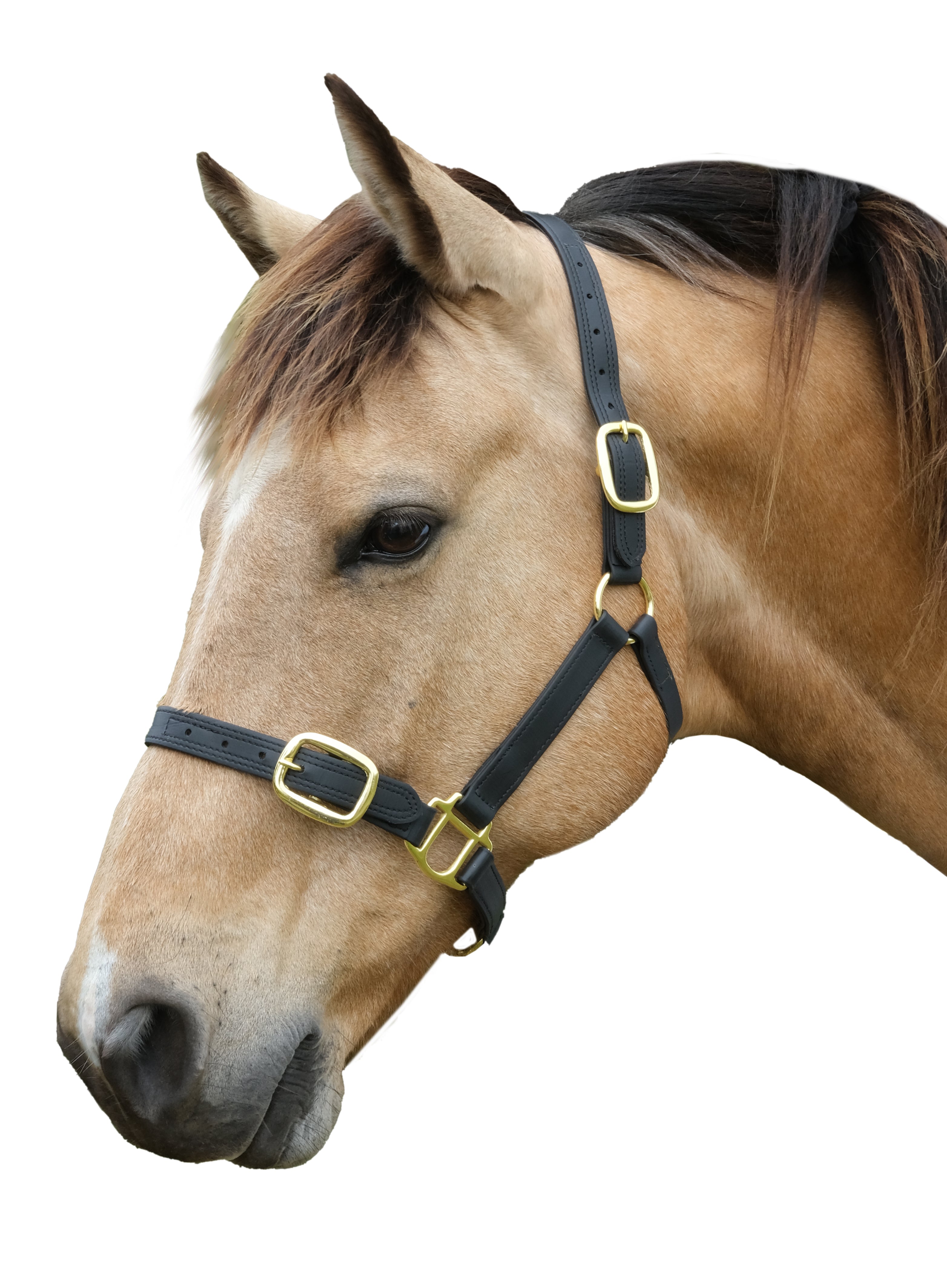 Stride PVC Premium Halter Black / Cob