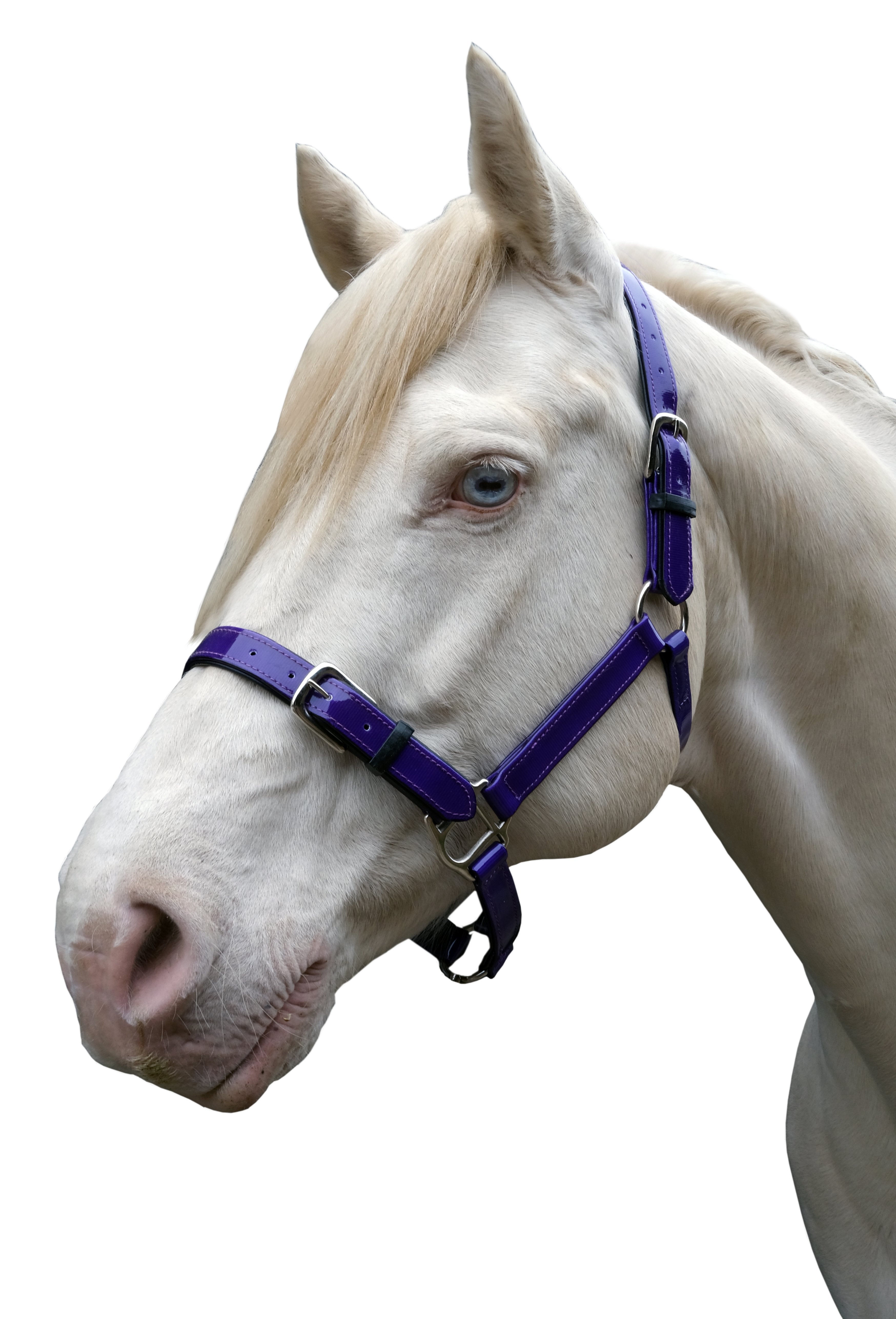 Stride PVC Halter Black/Black / Cob