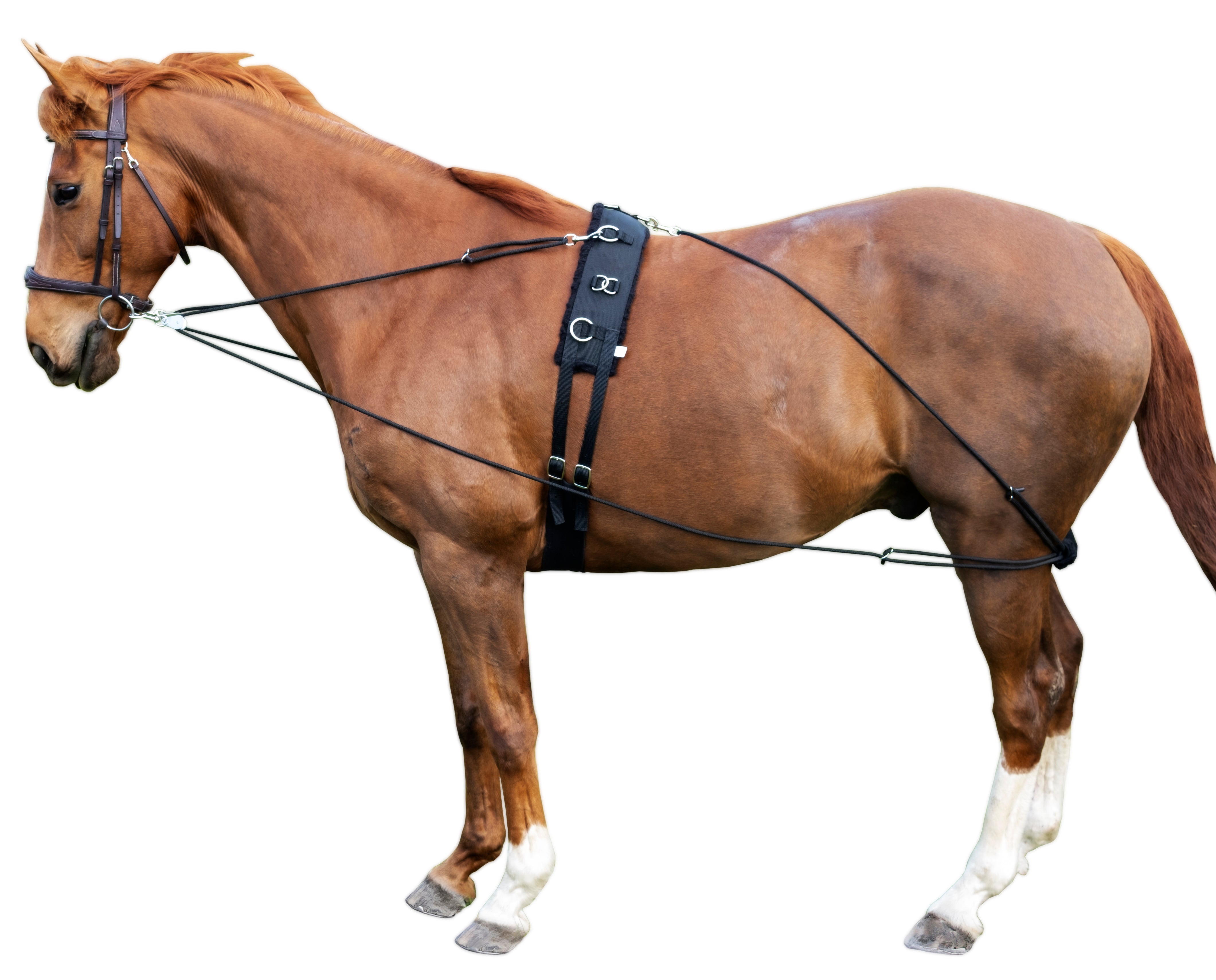 Prima Training System