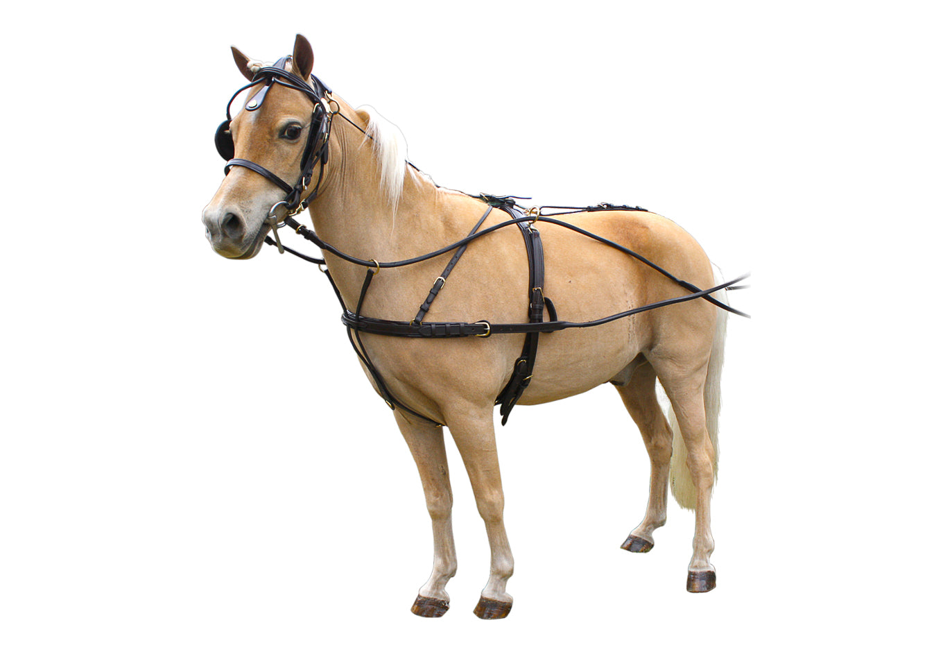Rolled Leather Mini Show Harness (Blk)%
