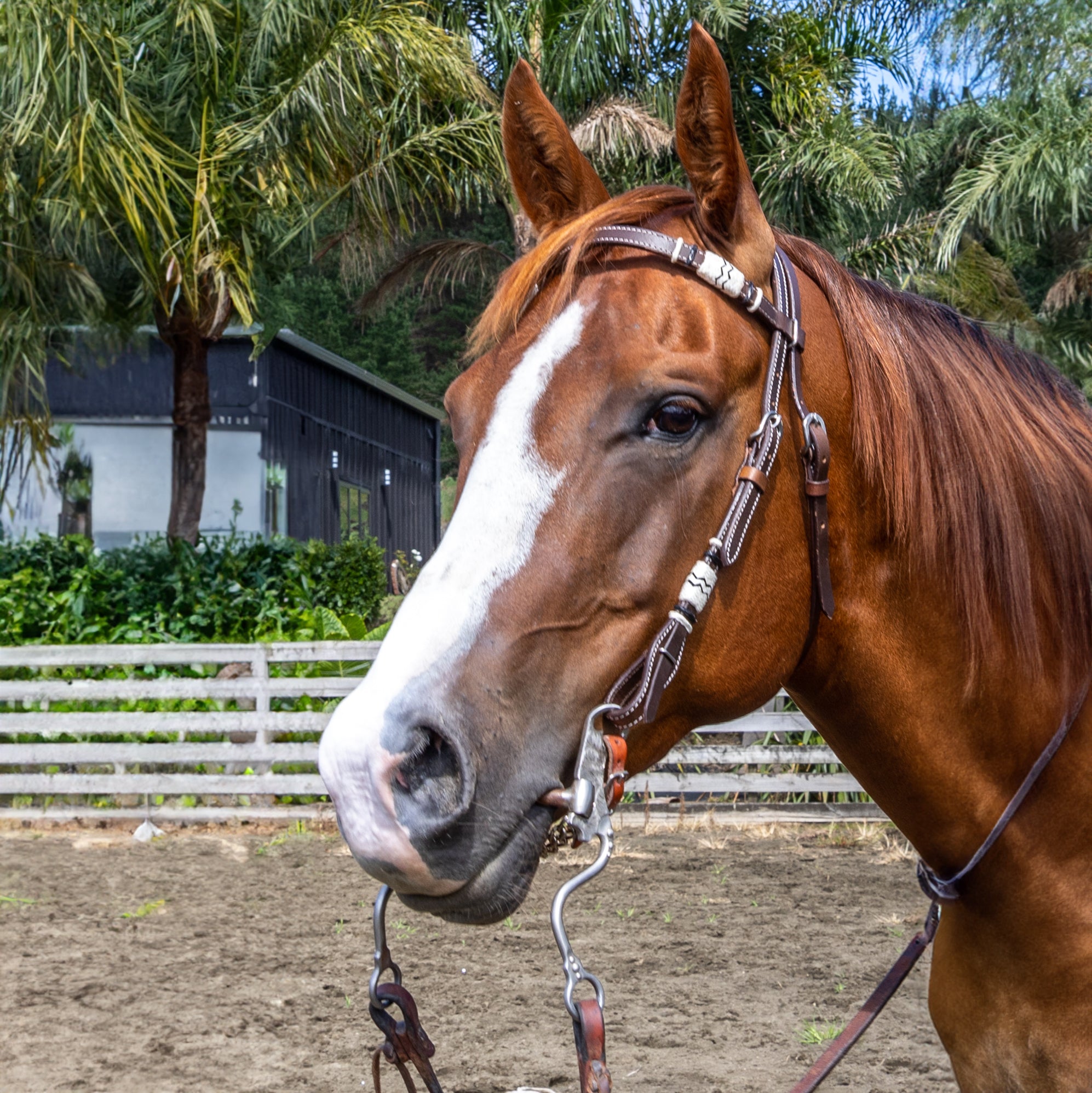 Origin Omaha Headstall