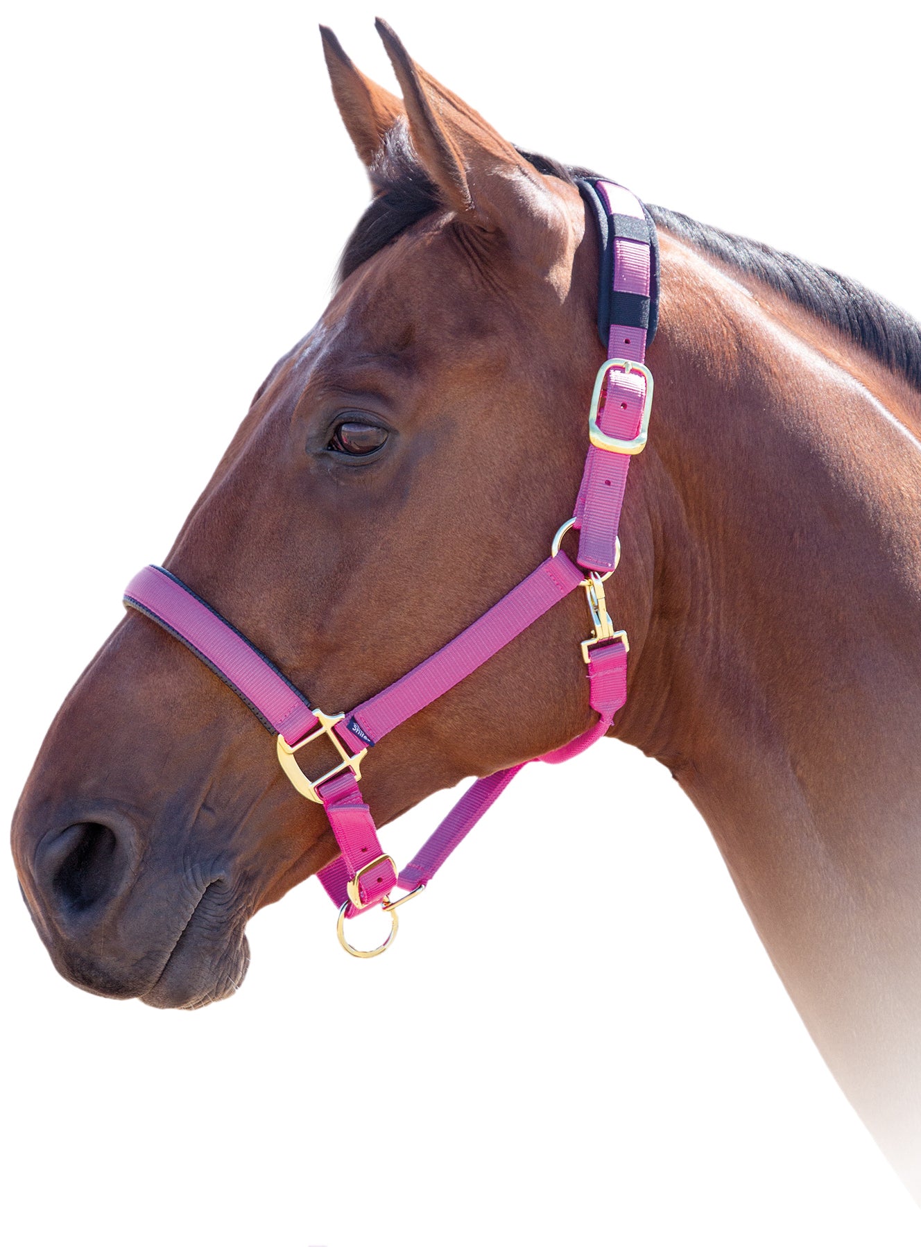 Shires Topaz Nylon Halter Black / Cob