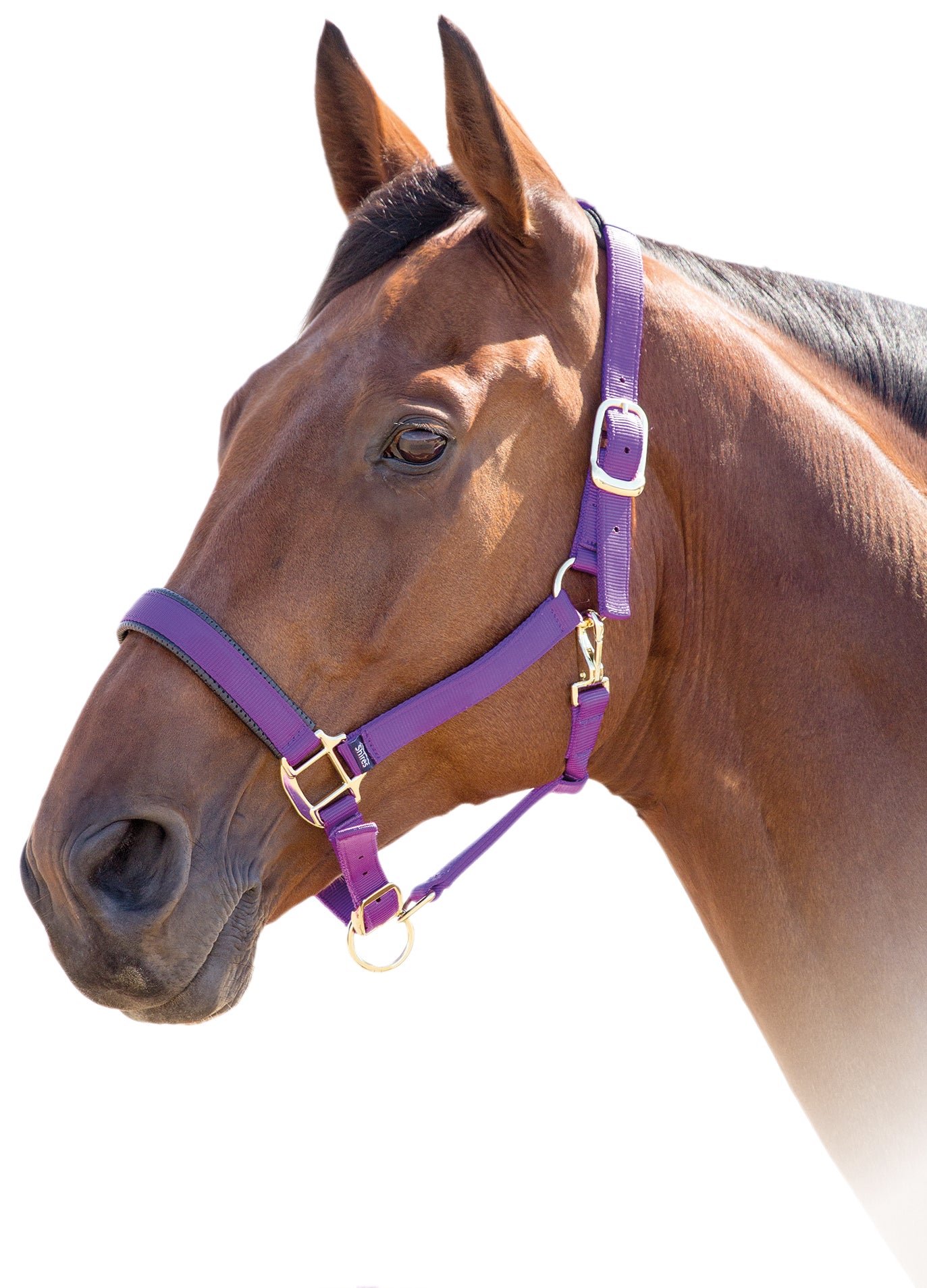 Shires Topaz Nylon Halter Black / Cob