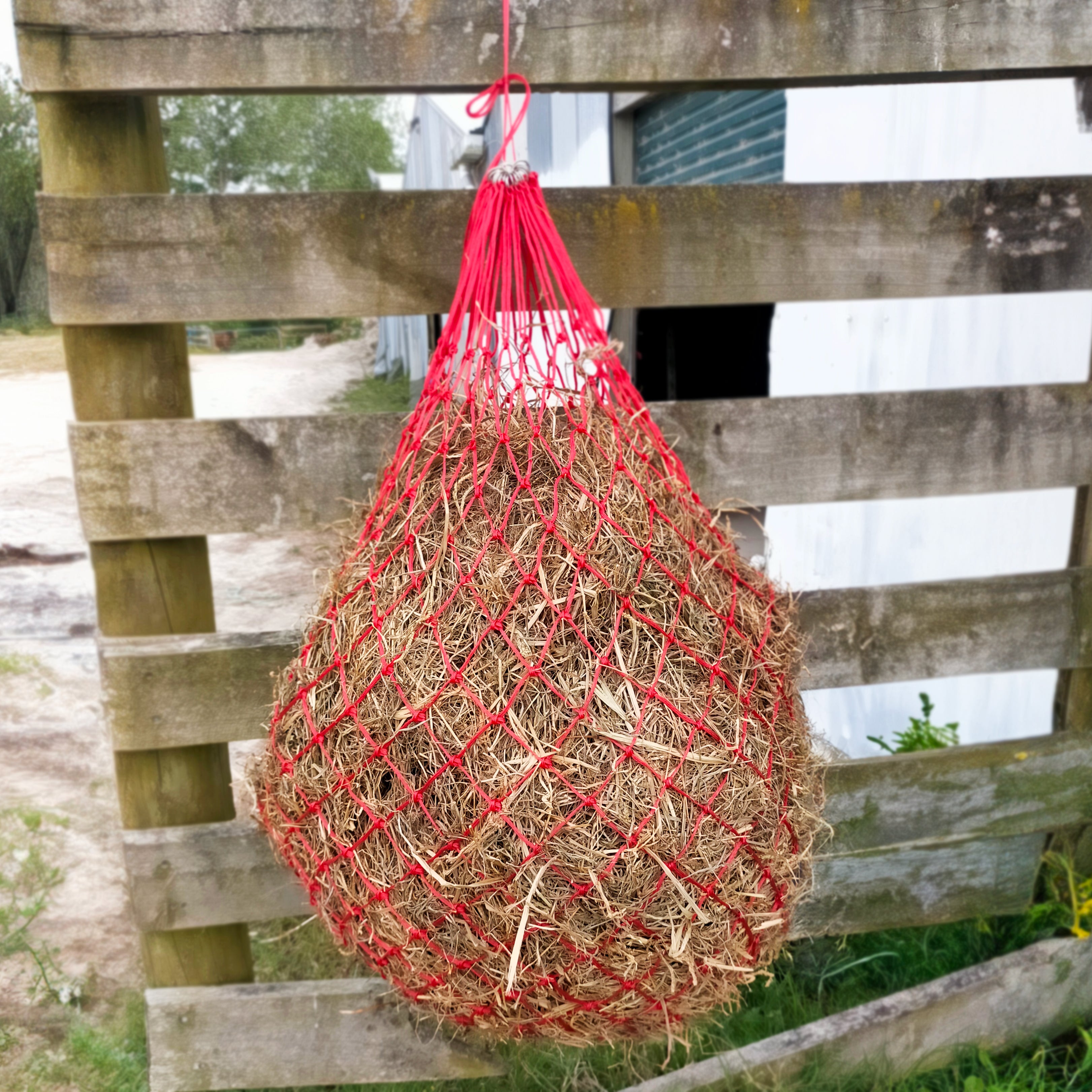 Prima Haynet(Assorted)