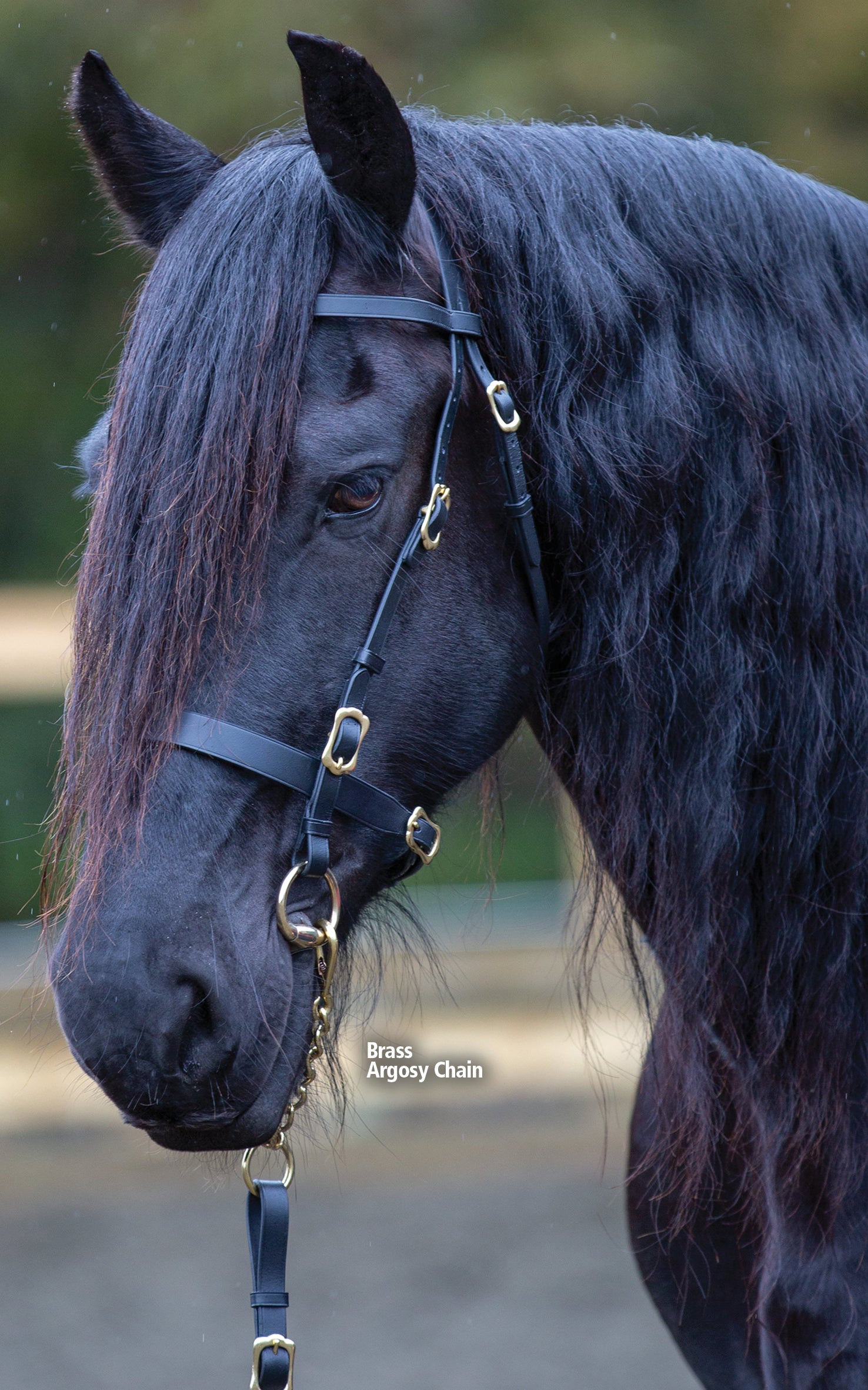 Enzo Brass Argosy Chain