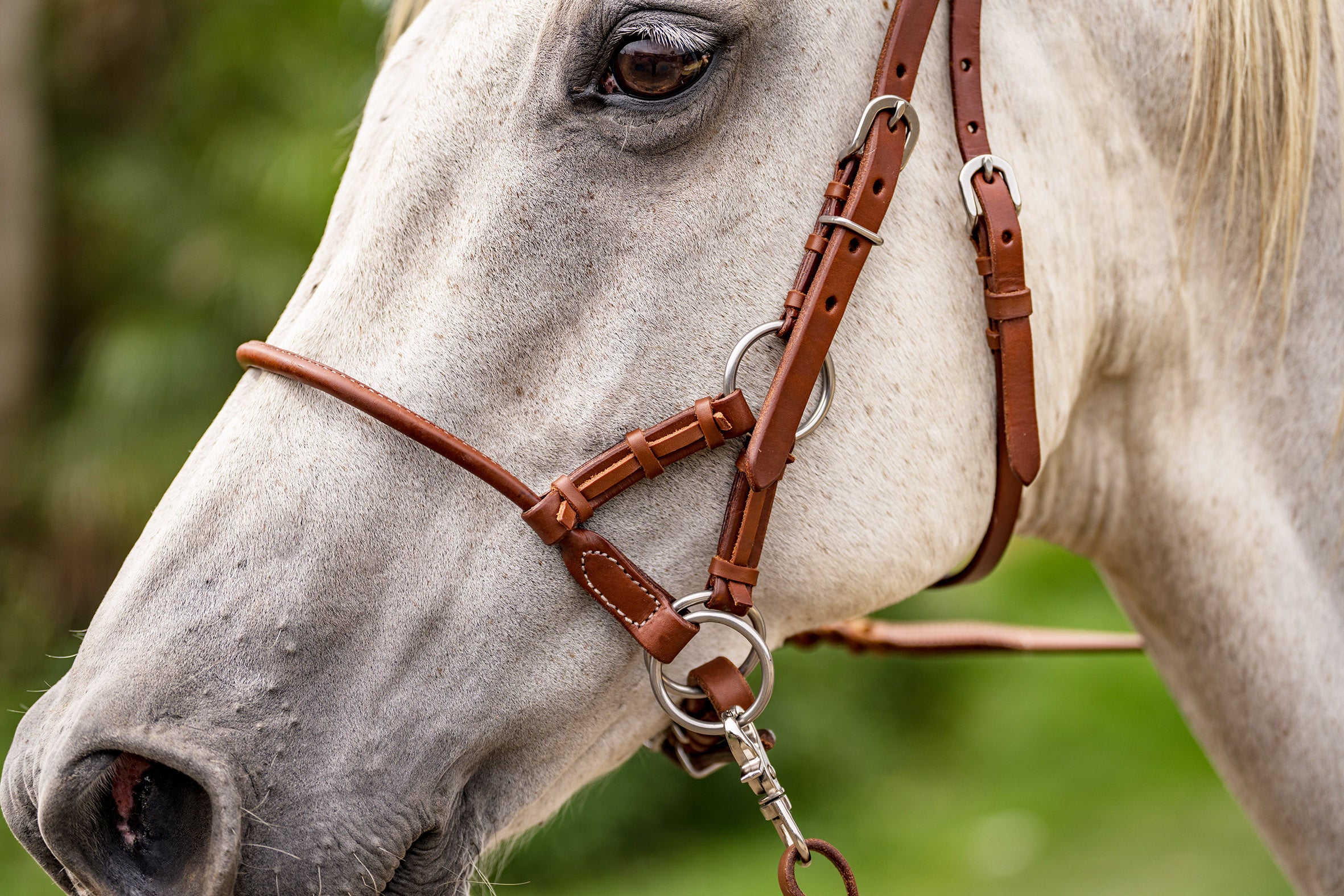 Origin Bitless Bridle