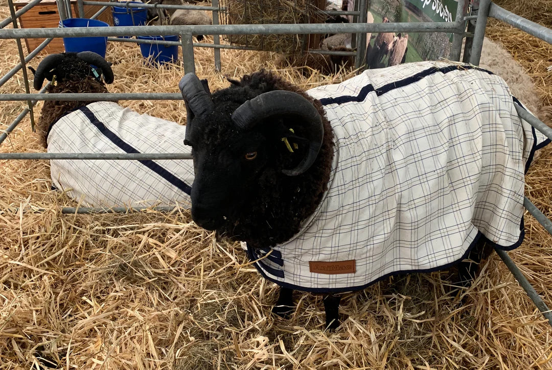 Travel & Show Sheep Coat White / 39/ XXX Large