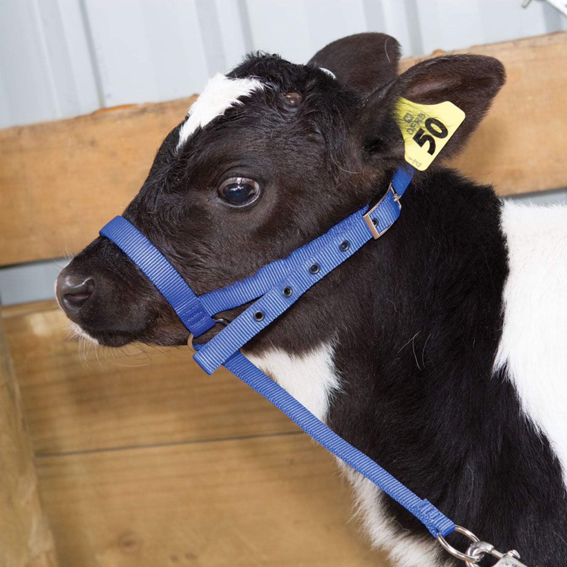 Shoof Nylon Calf Leading Halter Blue / All