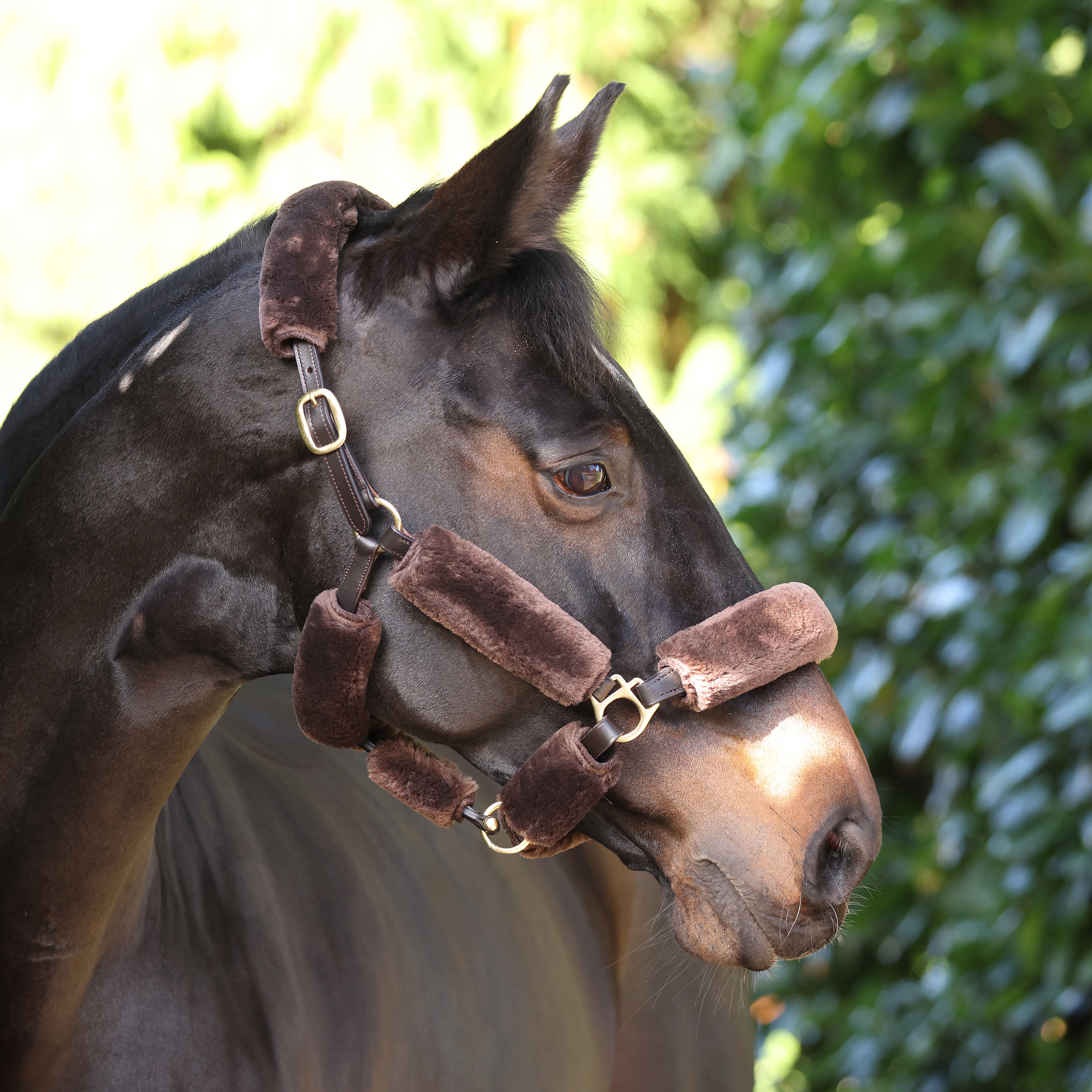 Shires Supafleece Halter Fleece Set Black / All