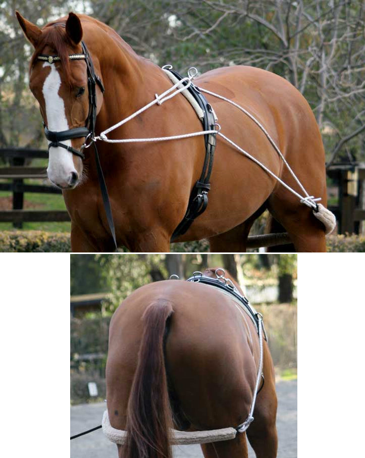 Zilco Lunging Training System
