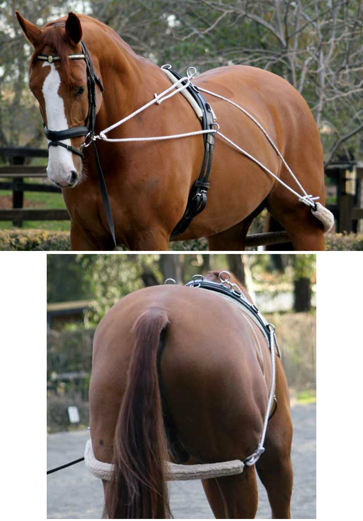 Zilco Lunging Training System